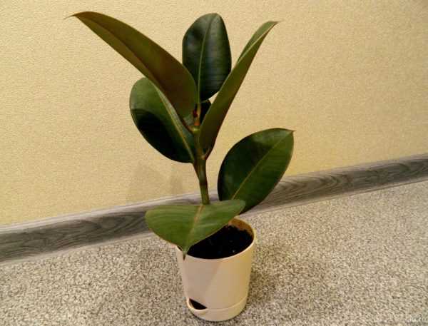 Ficus-kumi 