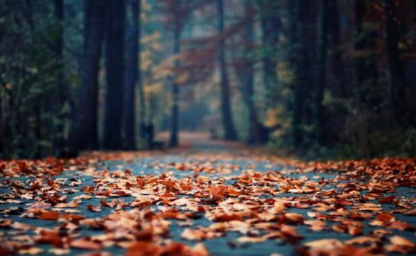 Kyltit jokaiselle marraskuun päivälle 