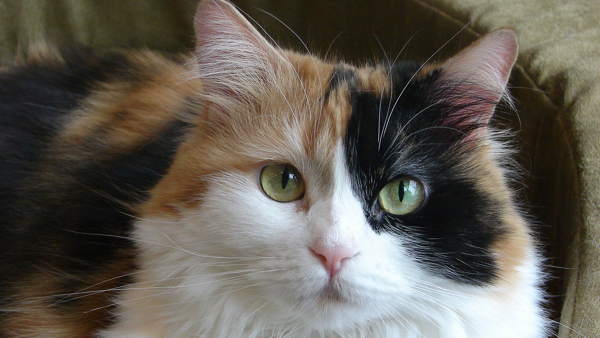 kolmiväriset kissanmerkit 