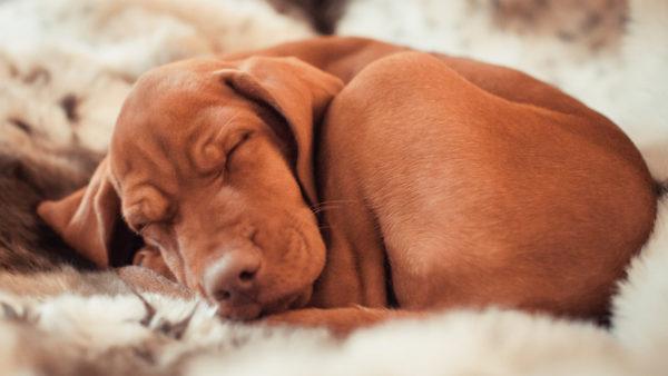 Miksi kuollut koira haaveilee  