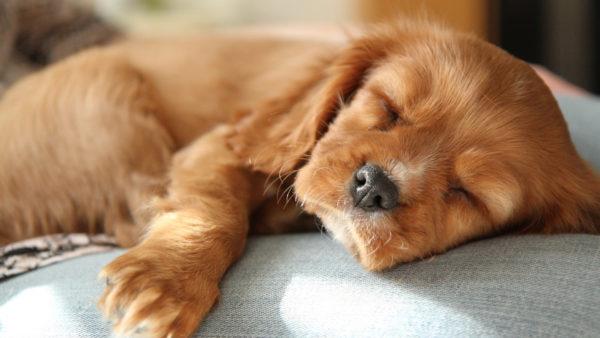 Miksi kuollut pentu haaveilee? 