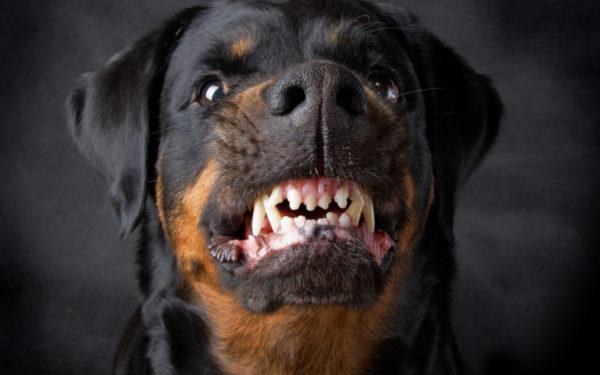 Miksi vihainen koira unelmoi 