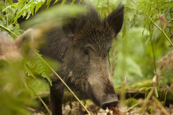 Miksi villisika unelmoi 