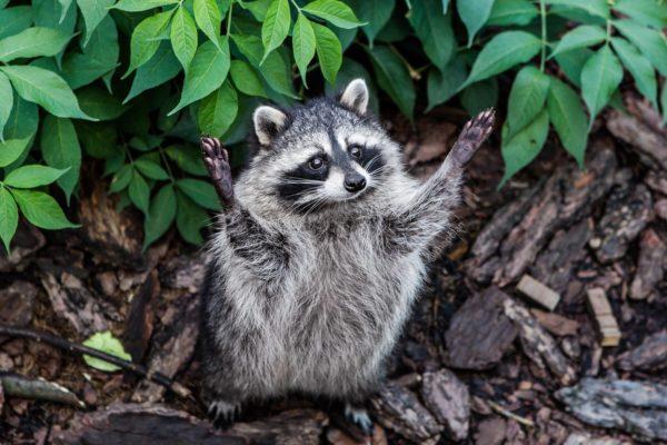 Miksi pesukarhu unelmoi 