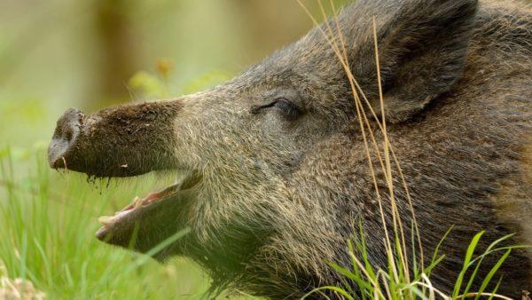 Haaveili villisikasta 