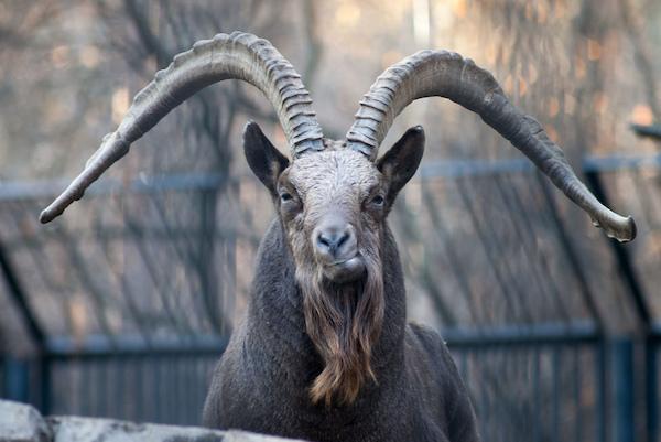 jos haaveilet vuorivuohesta 