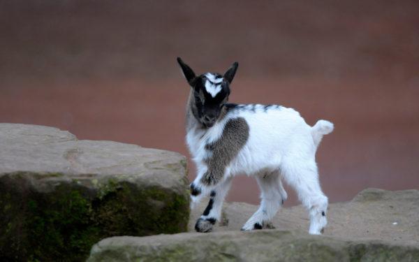 Sarvisen vuohen näkeminen unessa 