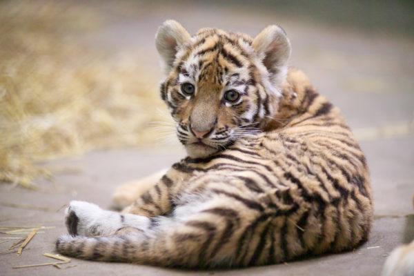 Miksi tiikeri haaveilee 