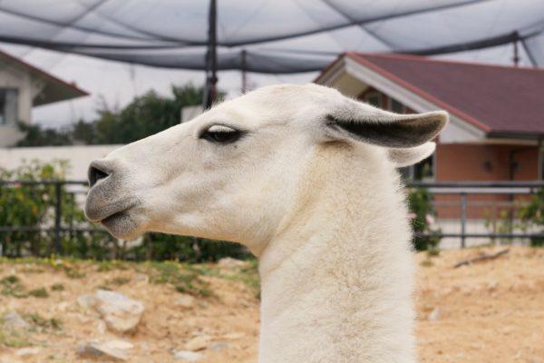 Miksi kameli haaveilee 