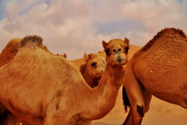 Miksi kameli haaveilee 