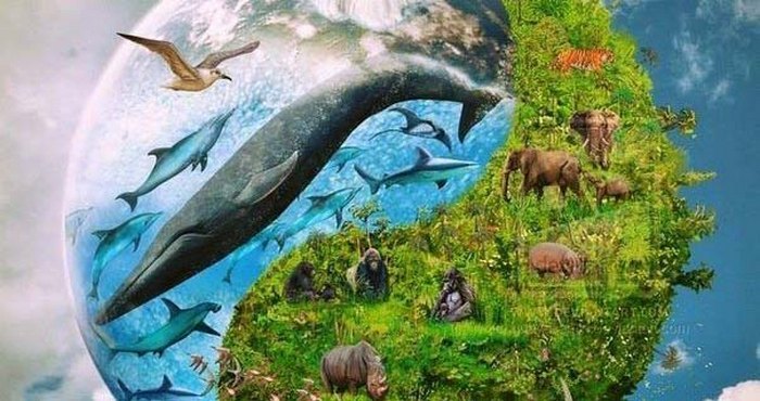 Älykkäiden olentojen tunnistamat eläimet