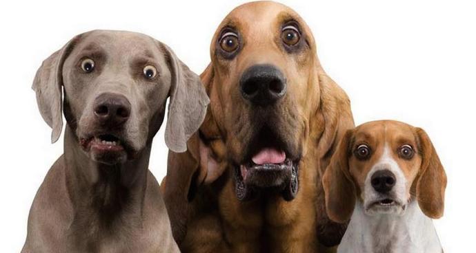 Haamu hyökkää kulkukoiriin