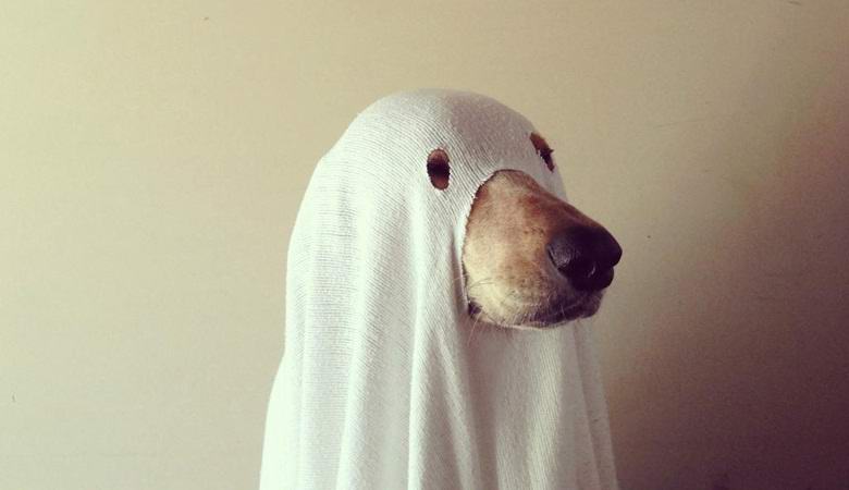 Äskettäin kuolleen koiran haamu osui videoon