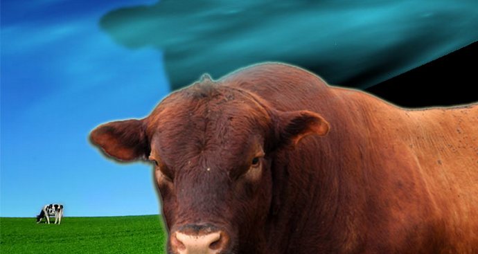 Vasikan kummitus laitumella