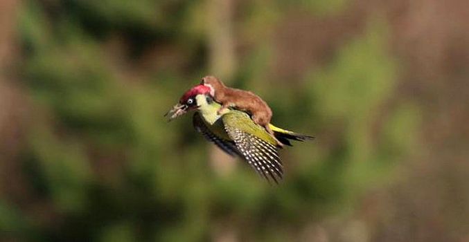 Tikan ajaminen on heikkoa?