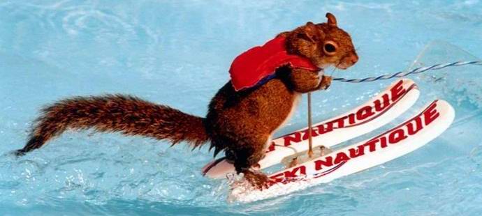 Oravahiihdosta tuli Internet-sensaatio.