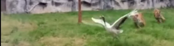 Lintu lensi vahingossa lintuhuoneeseen tiikereille - ja pysyi voittajana