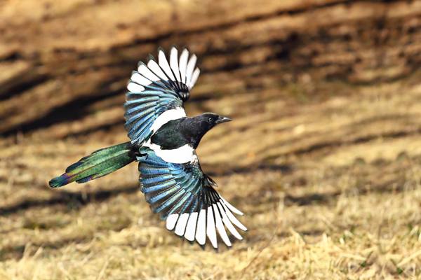 neljäkymmentä kärpästä 