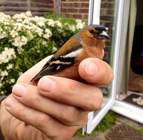 lintu lähellä ikkunaa 