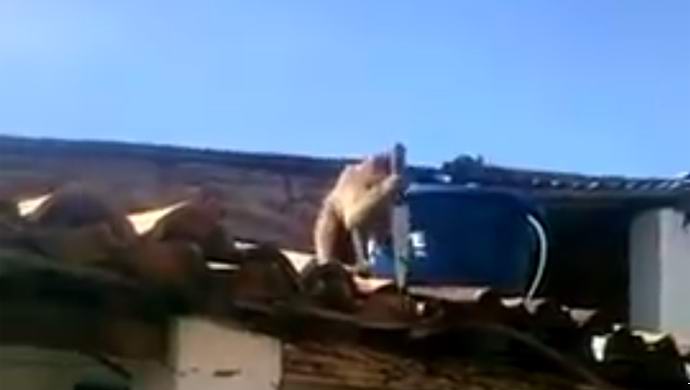 Humalassa olevasta apista, joka heittää veitsen ihmisiin, on tullut tähti Internetissä.