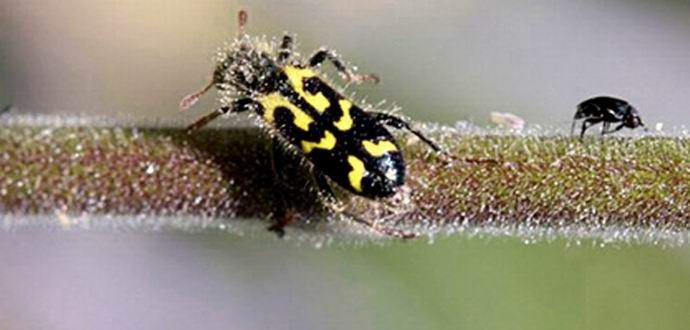 Kasvi puolustaa itseään takertumalla kuolleisiin hyönteisiin.