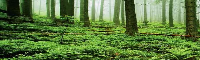 Kasveja on helpompi sietää maailmankatastrofeja