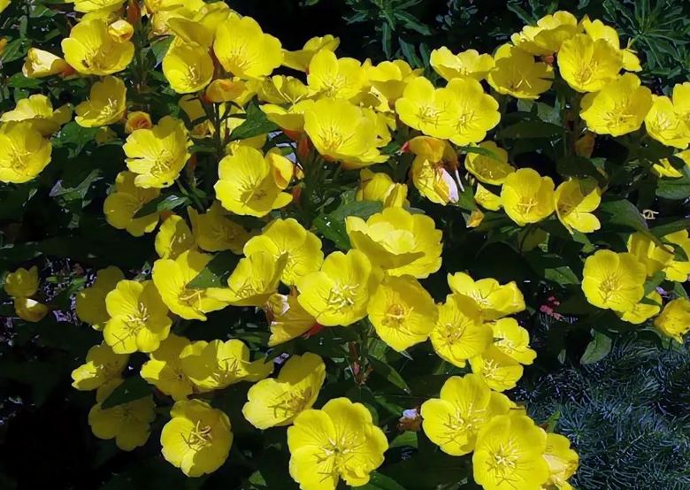 Kasvit kuulevat ja jopa sanovat ...