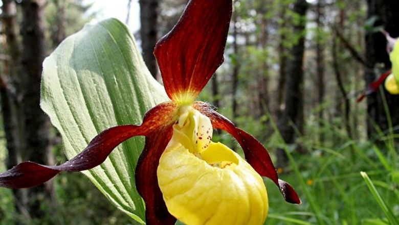 Kasvit pystyvät lepotilaan