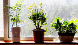 Napsauta nähdäksesi täysikokoisena