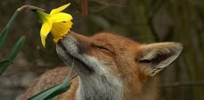 Älykäs eläinmaailma ympärillämme