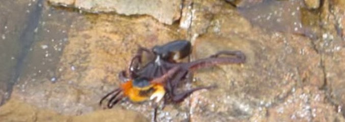 Harvinaisin laukaus: mustekala metsästää maalla