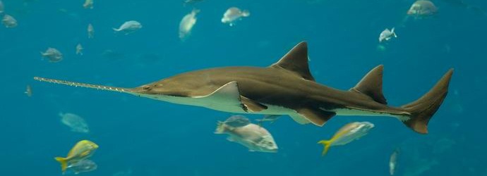 Sahakalat voivat tuoda jälkeläisiä ilman kumppania