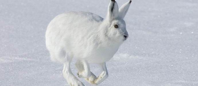 Venäjän jänis-äärimmäisyyksestä tuli Internetin tähti