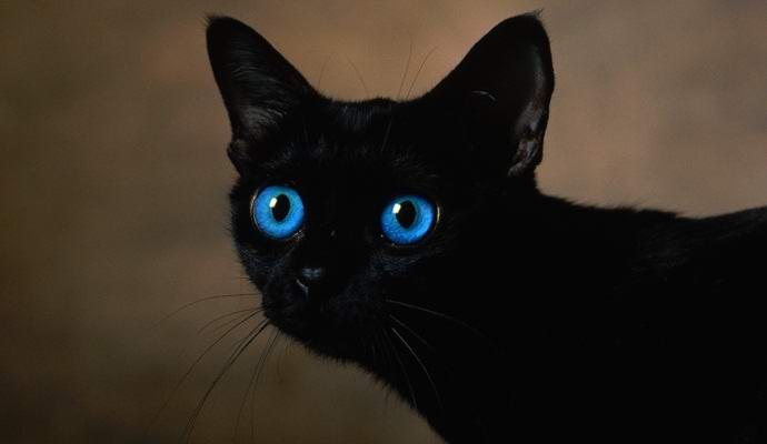 Venäjän kissan väliaineen arvioitiin olevan seitsemäntoista miljoonaa