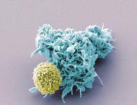 Virusten avulla ihmiskunta johtaa nenään