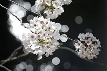 Kosmisesta luusta itänyt Sakura kukkii kuusi vuotta aikataulua edellä.