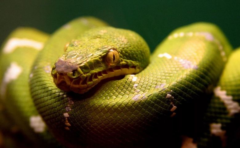 Suurimmat videokameran kiinni käärmeet