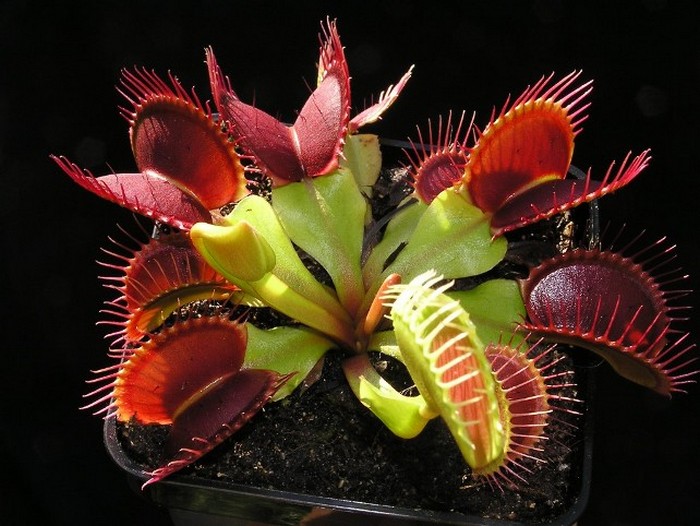 Maailman epätavallisimmat kukat