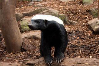 Epätavallisimmat eläimet