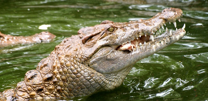 Ihmisen vaarallisimmat tappajat