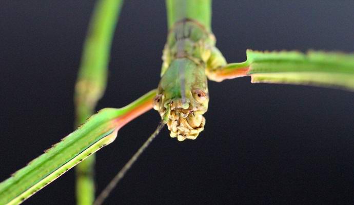 Maailman suurin hyönteinen on piiloutunut ihmisiltä vuosisatojen ajan. Valokuva