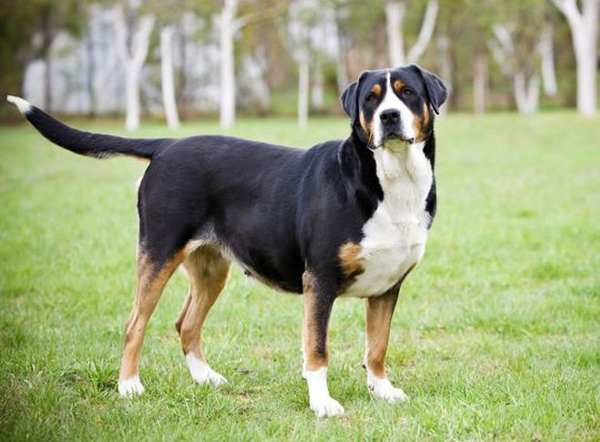 merkki lyödä koiraa autossa 