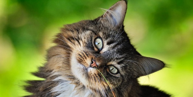 Tänään on maailman kissan päivä