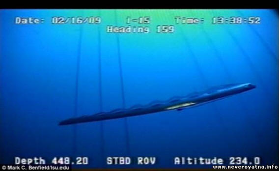 Sillikuningas putosi valvontakameran linssiin. Video