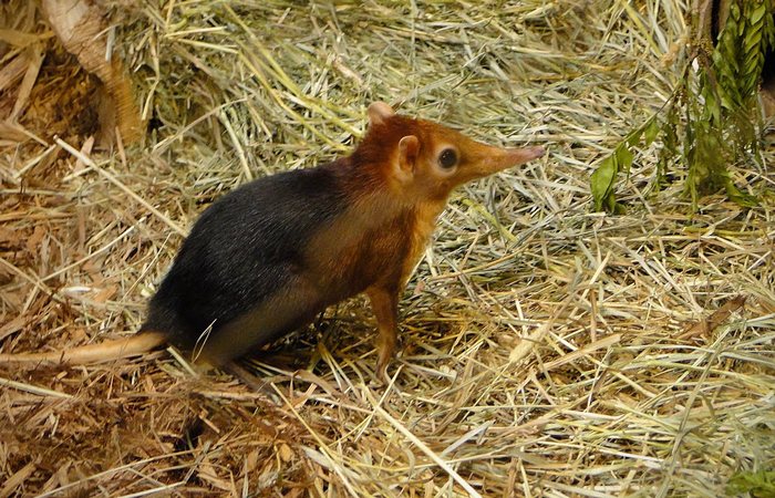 Hammas: planeetan elävä fossiili