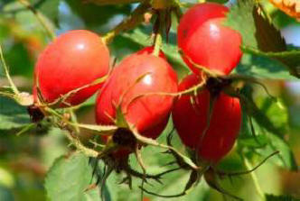 Ruusunmarja lievittää kipua, tutkijat ovat todistaneet