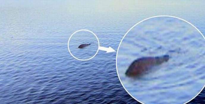 Skotlantilainen metsästi neljänneksen vuosisadan ajan montaa Loch Nessin hirviön sijasta