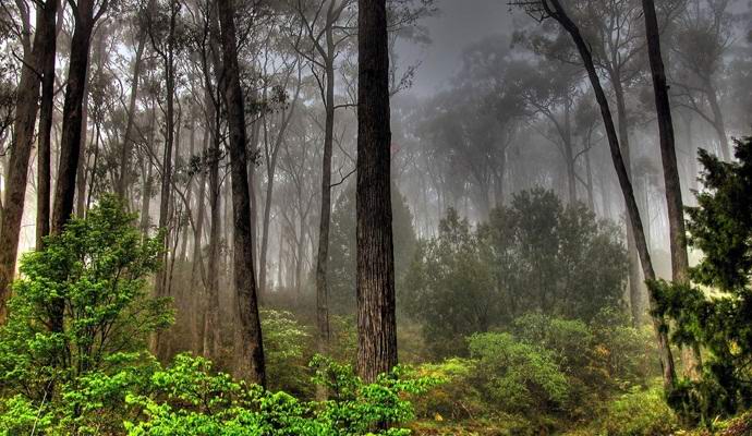 Skotti valokuvasi humanoidin kaltaisen humanoidin metsässä