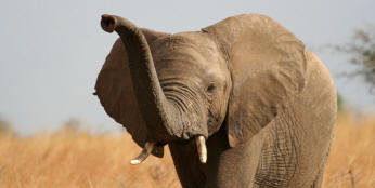 Muistavatko norsut kaiken?