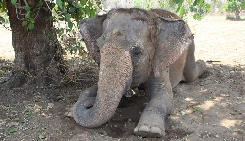 Elefantti tappoi oman isäntänsä ja piilotti ruumiin